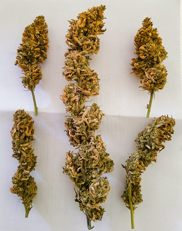 Высушенные шишки сорта Cap Junky