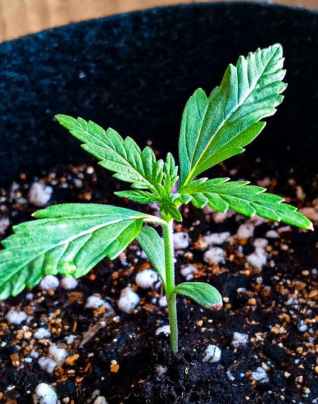 Росток Original Auto OG Kush от FastBuds на 1 неделе
