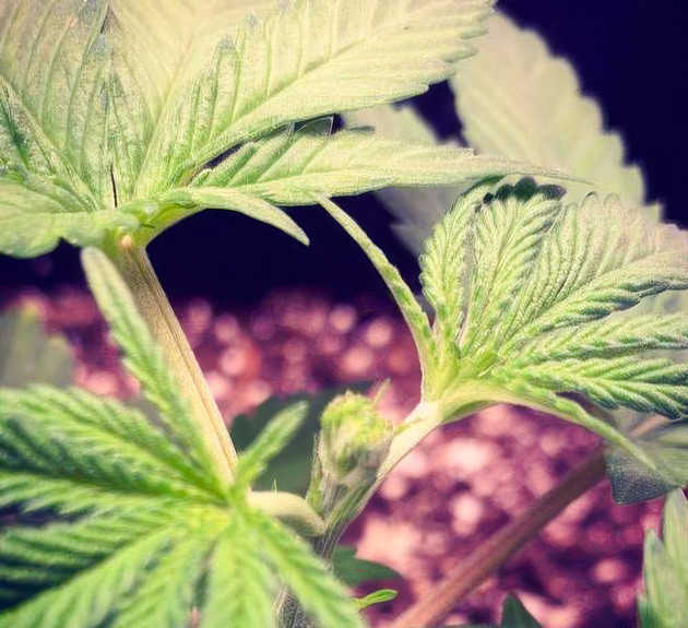 Стресс конопли после топпинга Марихуана после стресса