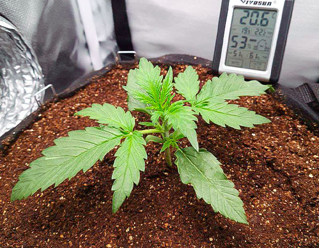 Состояние листьев Auto Cinderella Jack