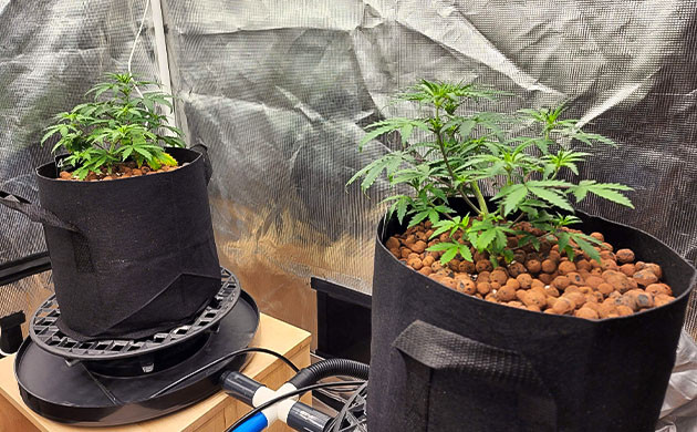 Изменение схемы полива и применение техники LST Кусты на 4 неделе выращивания