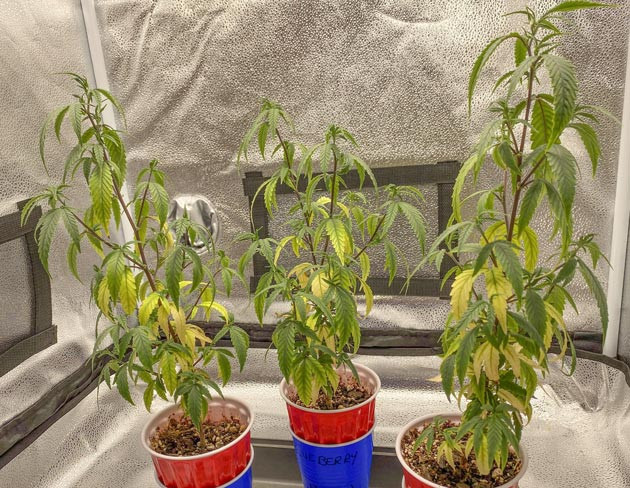 Blueberry Muffin: подготовка к цветению