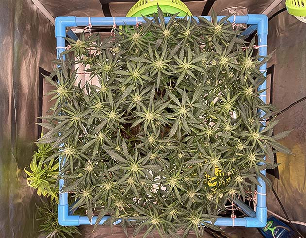 Куст каннабиса на второй неделе цветения Куст после обрезки листьев