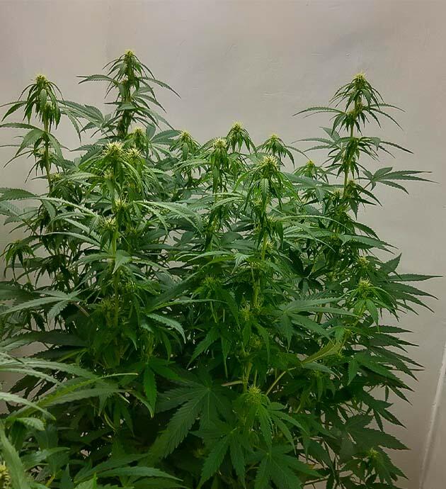 Начало цветения Куст Gorilla Cookies Auto от FastBuds на 10 неделе