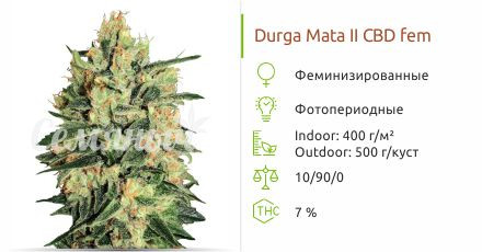 Durga Mata II CBD fem (Paradise Seeds)
