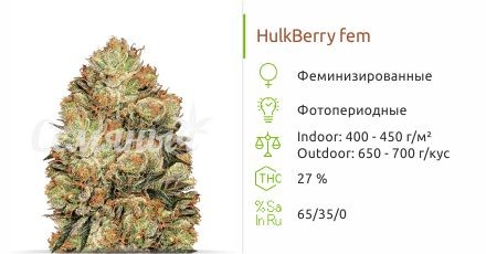 Сорт конопли HulkBerry HulkBerry fem (Royal Queen Seeds)