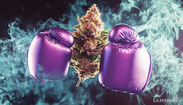 История и характеристики Purple Punch