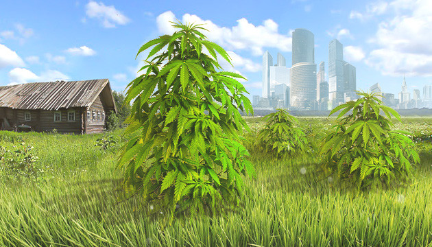 Выращивание каннабиса в Подмосковье