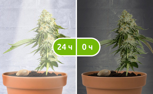 Освещение конопли полных 24 часа Световой режим 24/0