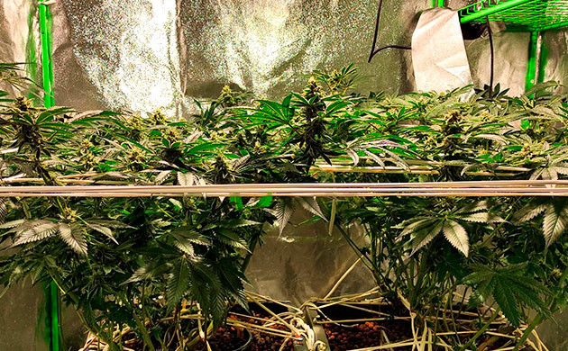 Неделя 12: стремительное развитие Цветение набирает обороты