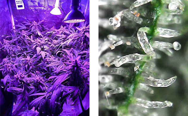 Трихомы на 14 неделе Прозрачные трихомы на шишках