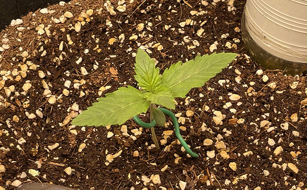 Первая неделя от проращивания Появление первых листочков конопли