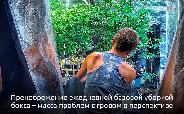 График уборки гроурума: ежедневная очистка, дезинфекция и стерилизация