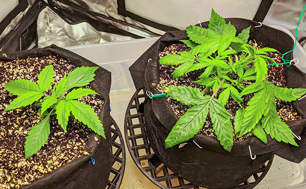 Кусты каннабиса с желтыми пятнами на листьях