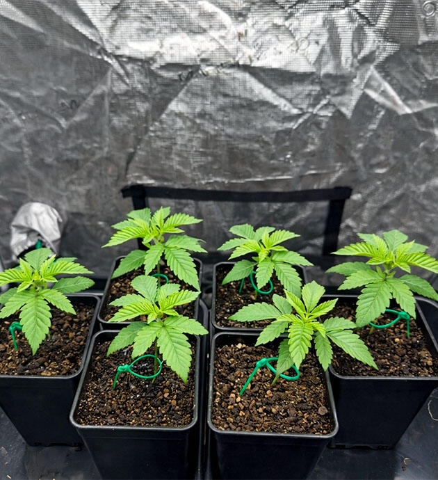 Стабильное развитие конопли в гроубоксе
