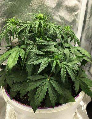 Начало предцвета Auto Tutankhamon Куст высотой 23 см