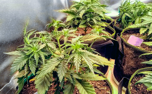 Кусты конопли после LST