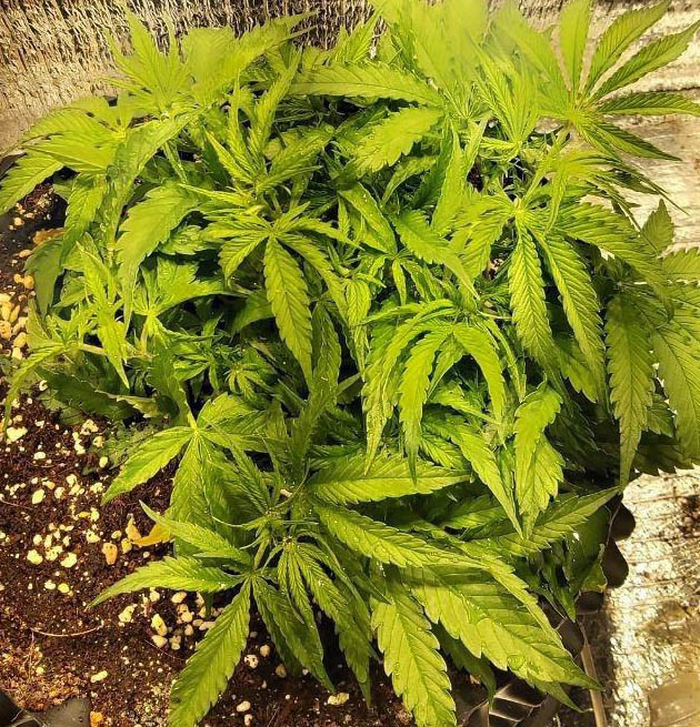 FIM обрезка конопли Использование FIM обрезки