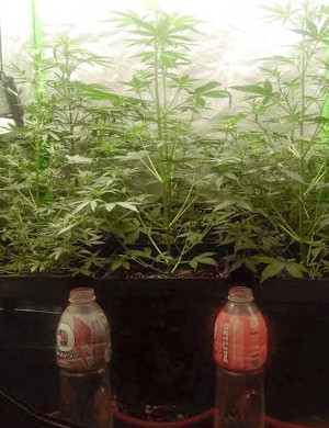 Начало предцвета на 5 неделе Активное увеличение роста на 5 неделе