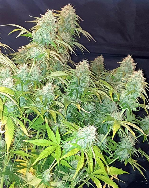 подготовка к харвесту Wedding Cake Auto Подготовка к харвесту конопли Wedding Cake Auto