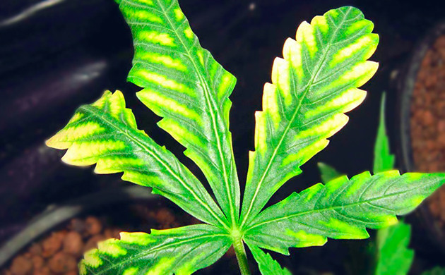 Как определить недостаток серы у конопли Признаки нехватки серы у марихуаны