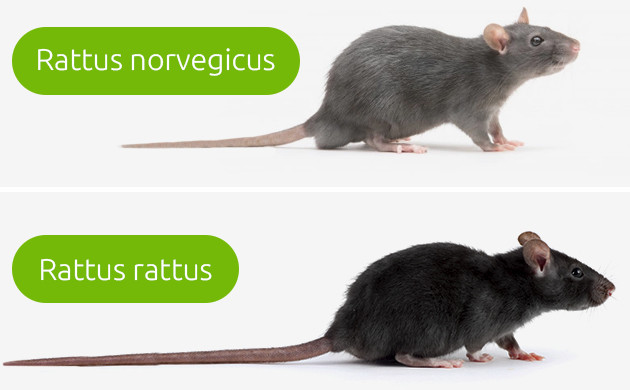Виды крыс Крысы rattus norvegicus и rattus rattus