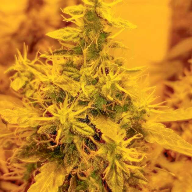 Появление лисьих хвостов у конопли