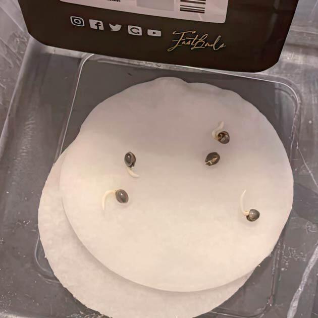 Проращивание семян Проращивание сорта Cherry Cola Auto