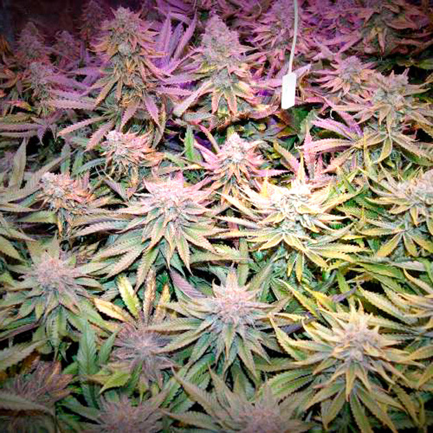 Кусты перед харвестом