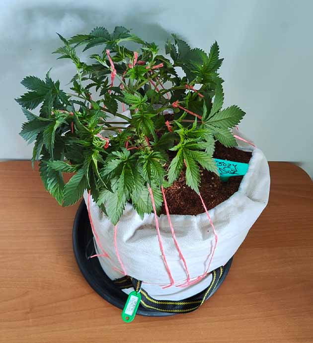 Перевод на цветение растения Dozy Doz Стимуляция цветения сорта Dozy Doz