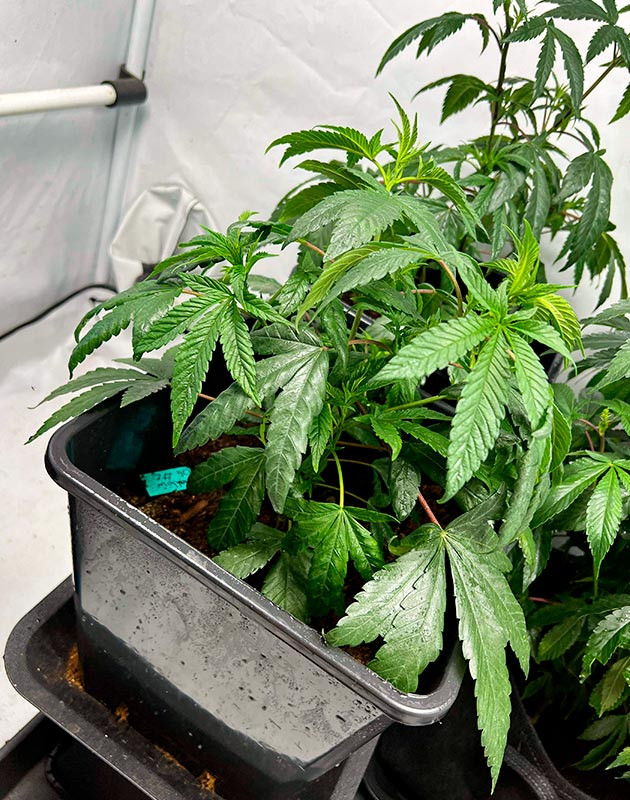 Обработка растишки маслом ним и полив из осмоса Куст Marshmallow OG от Compound Genetics ростом 36 см