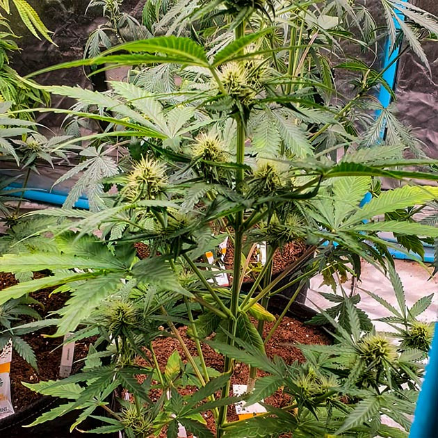 Куст Keep Frosted Guava Auto на стадии цветения