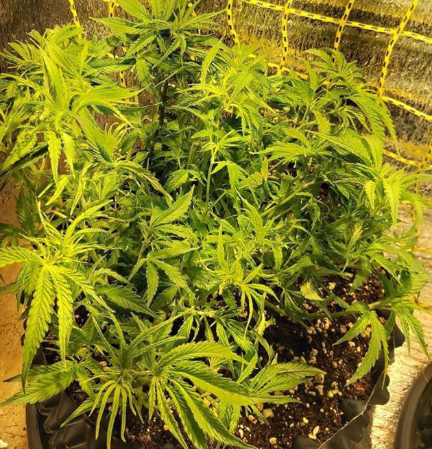 32 день вегетации Стрижка боковых листьев