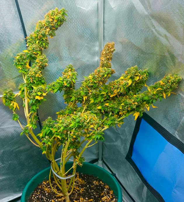 Сбор урожая с кустов Blueberry OG Сбор урожая Blueberry OG