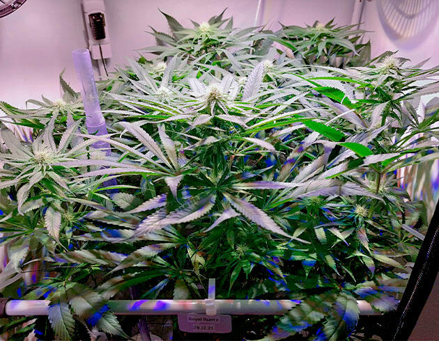 Куст марихуаны ростом 70 см