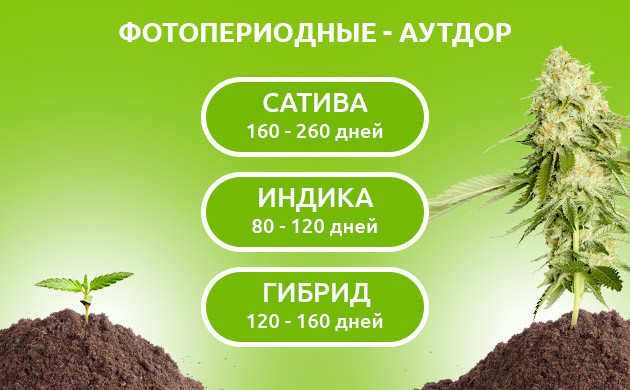 Полный жизненный цикл фотопериодных растений в аутдоре Скорость роста фотопериодных сортов в ауте