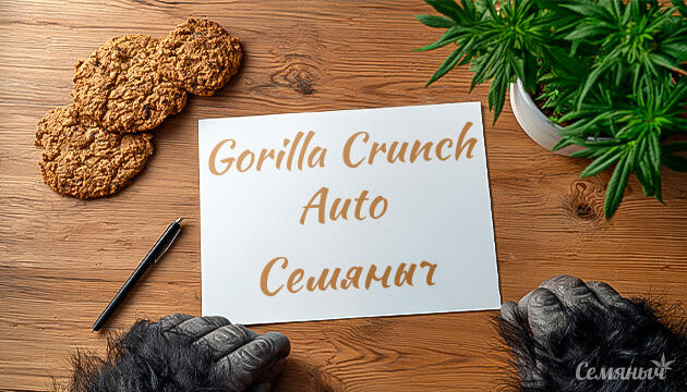 Выращивание сорта марихуаны Gorilla Crunch Auto от сидбанка Семяныч Гроурепорт сорта Gorilla Crunch Auto от Семяныча