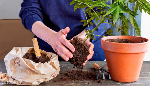 Пересадка конопли