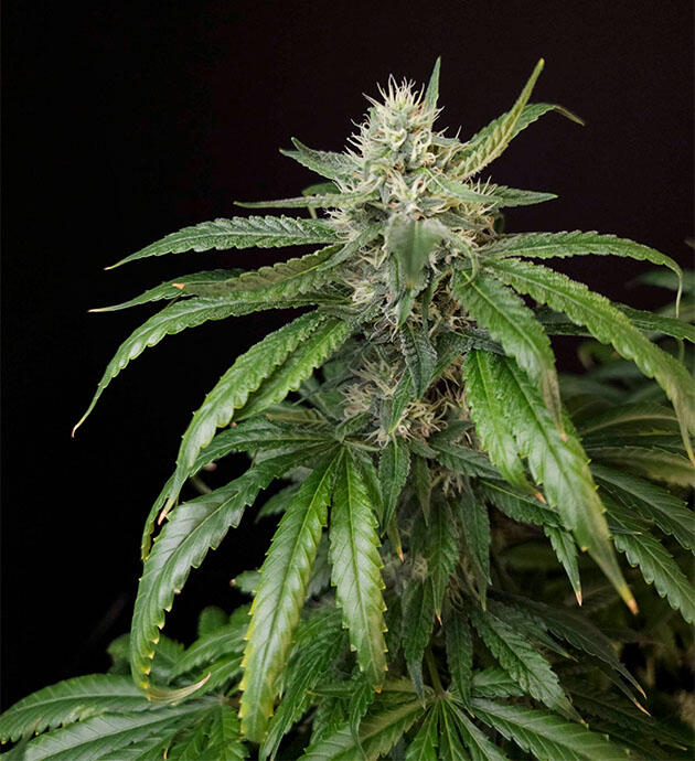 Яркий аромат цитруса и древесных оттенков Куст Tropicana Cookies FF на 12 неделе выращивания