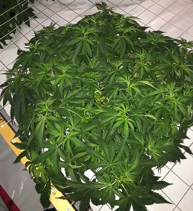 Подготовка куста Bruce Banner к цветению Выращивание сорта марихуаны Bruce Banner