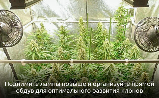 Как повысить урожайность в SOG 6 советов для успешного выращивания по методу SOG