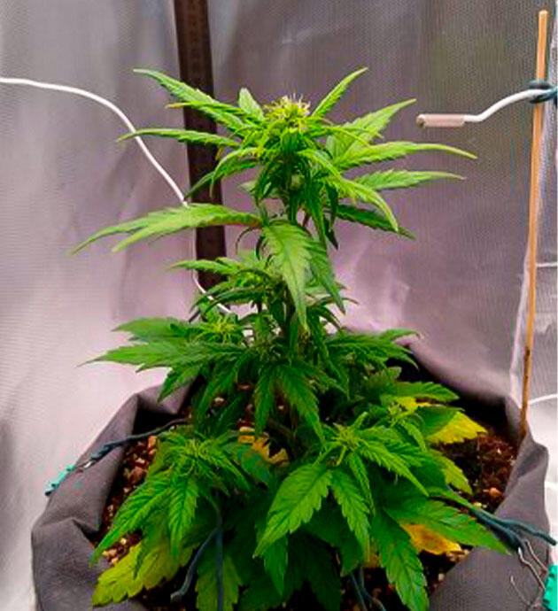 Признаки дефицита на цветении Каннабис с пожелтением нижних листьев
