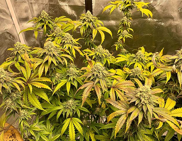 Крупные и тяжелые соцветия Notorious THC