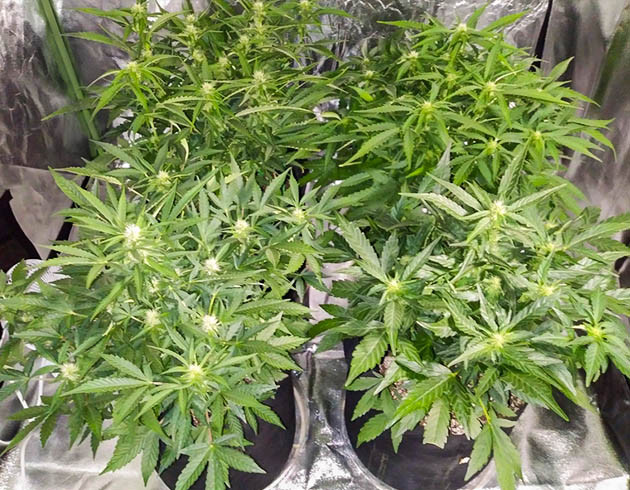 Цветущие кусты конопли