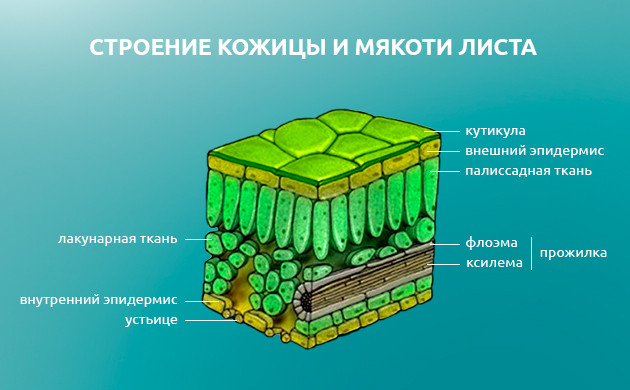 Строение листа конопли Строение листа каннабиса