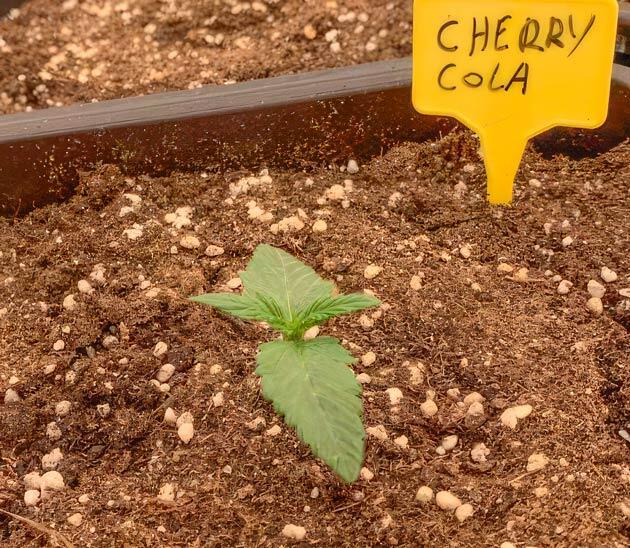 Режим освещения и список удобрений для конопли Росток Cherry Cola Auto от FastBuds