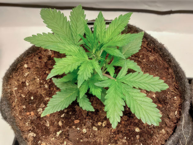 Здоровый рост марихуаны после адаптации к почве 3 неделя роста каннабиса