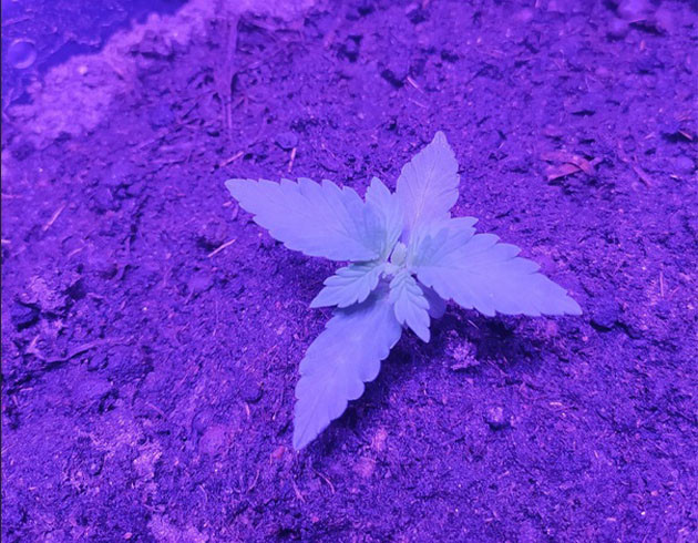 Первая неделя Auto Night Queen Развитие второго этажа листьев