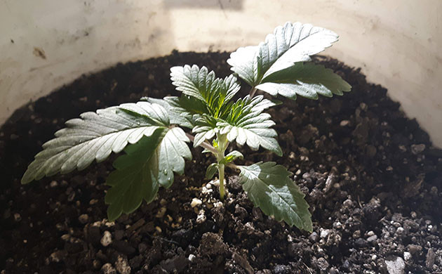 Три этажа листьев