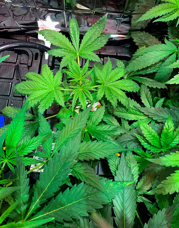 Развитие куста на 3 неделе выращивания